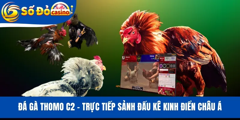 Đá Gà Thomo C2 - Trực Tiếp Sảnh Đấu Kê Kinh Điển Châu Á