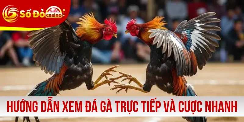 Hướng dẫn xem đá gà trực tiếp và cược nhanh